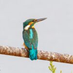 A la découverte des oiseaux des roselières et des marais