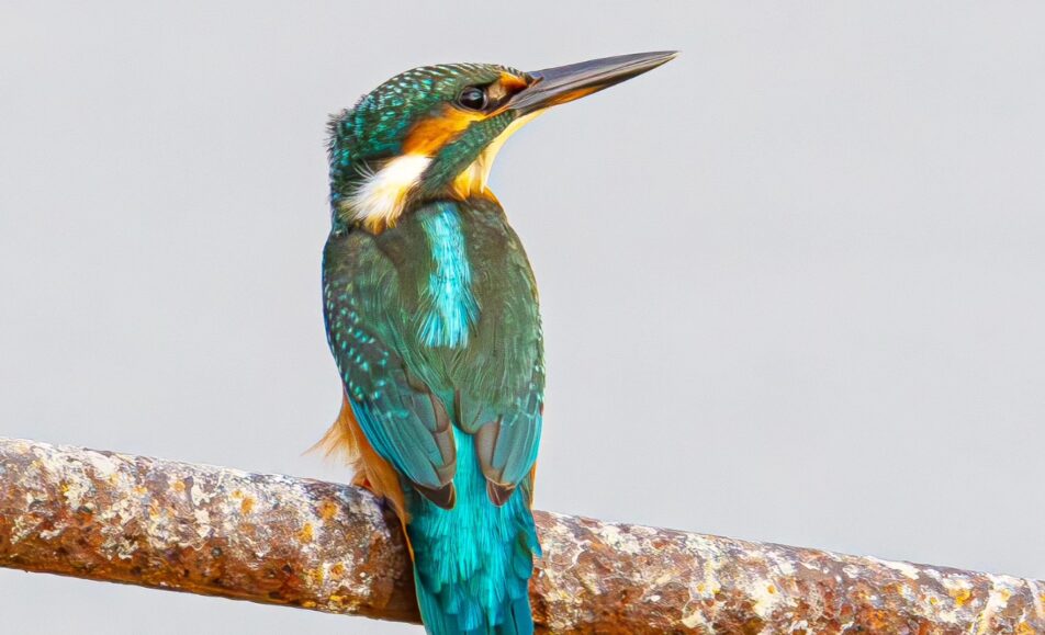 A la découverte des oiseaux des roselières et des marais
