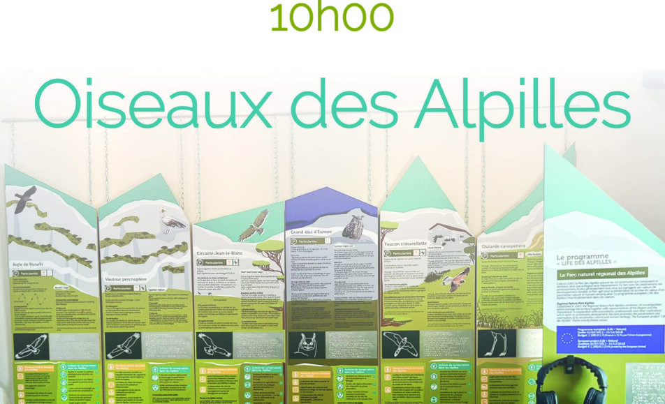 Atelier "Les oiseaux des Alpilles"