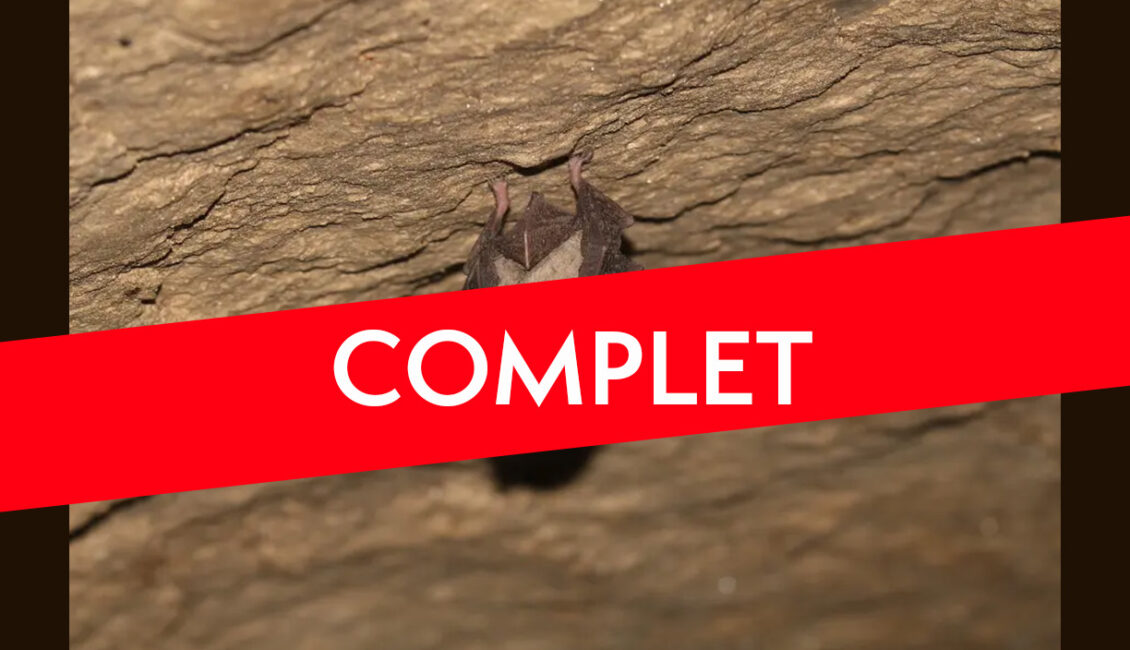 COMPLET - La nuit de la chauve-souris