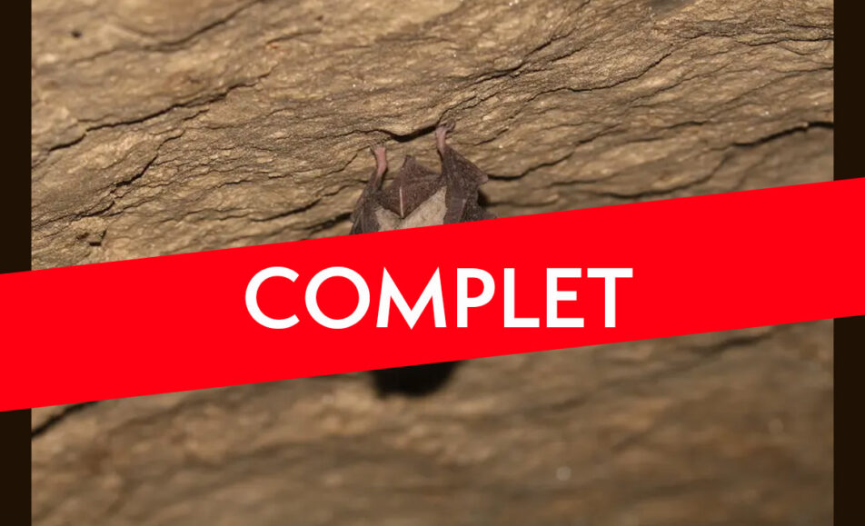 COMPLET - La nuit de la chauve-souris