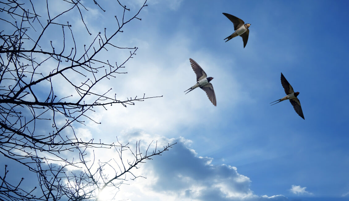 Sortie ornithologique : La migration des hirondelles