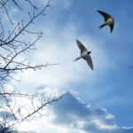 Sortie ornithologique : La migration des hirondelles
