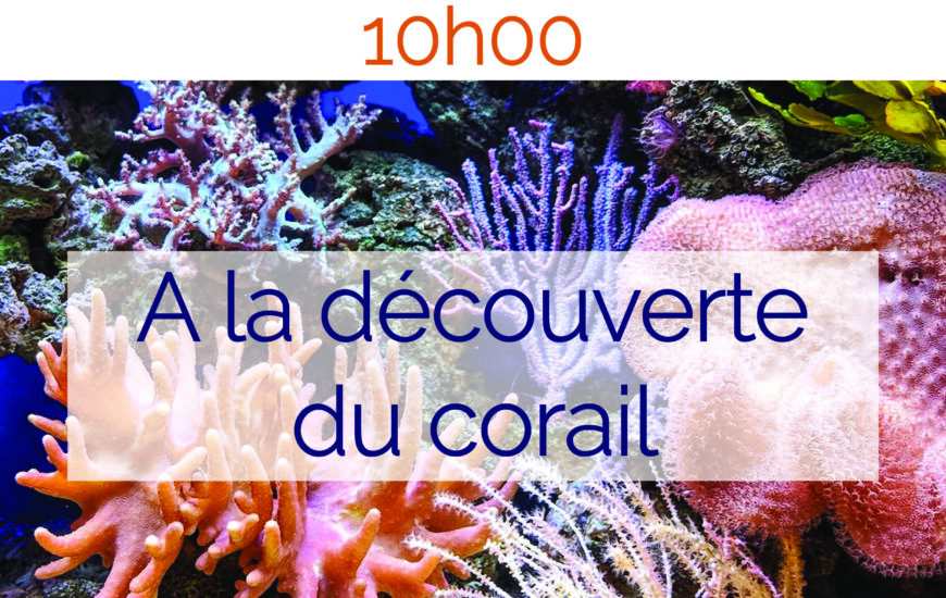 Atelier "A la découverte du corail"
