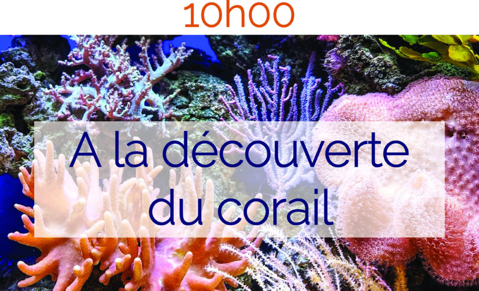 Atelier "A la découverte du corail"