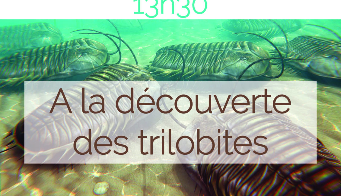 Atelier "A la découverte des trilobites"
