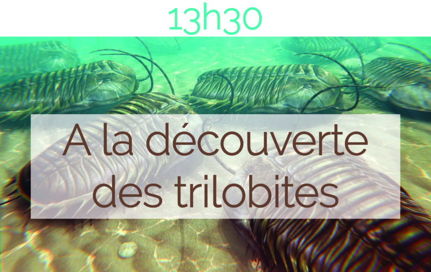 Atelier "A la découverte des trilobites"