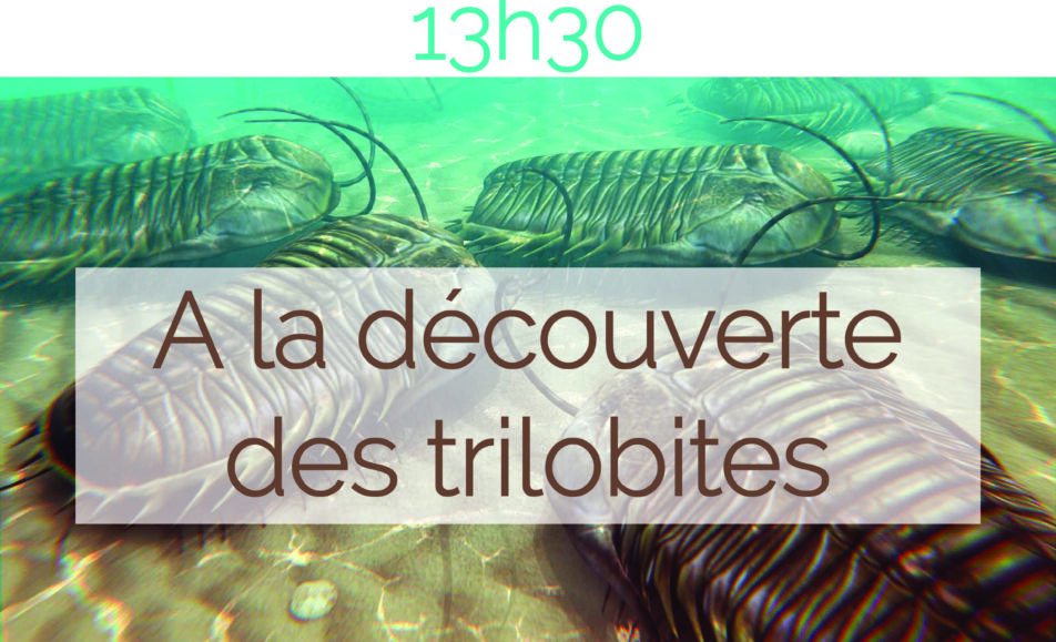 Atelier "A la découverte des trilobites"