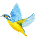 Dessinons les animaux des Alpilles : Lou Bestiari dis Aupiho