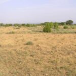 Histoire & écologie de la petite Crau
