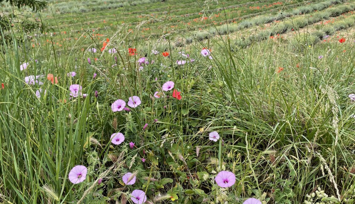 Balade botanique : Les bonnes "mauvaises" herbes