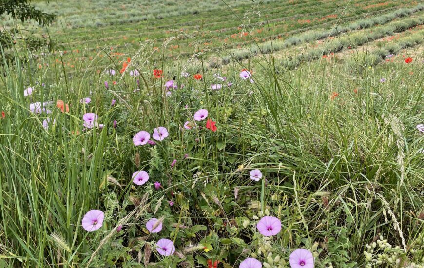 Balade botanique : Les bonnes "mauvaises" herbes