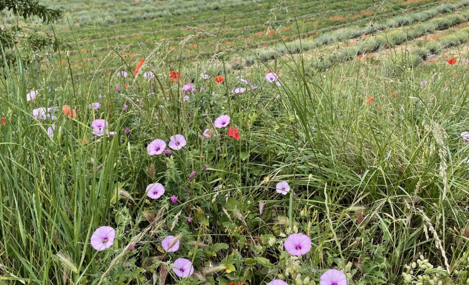 Balade botanique : Les bonnes "mauvaises" herbes
