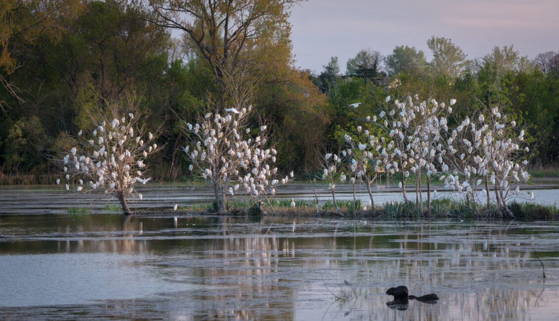 Sortie ornithologique : les oiseaux des Marais de Beauchamps