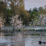 Sortie ornithologique : les oiseaux des Marais de Beauchamps