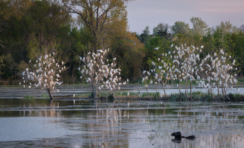 Sortie ornithologique : les oiseaux des Marais de Beauchamps