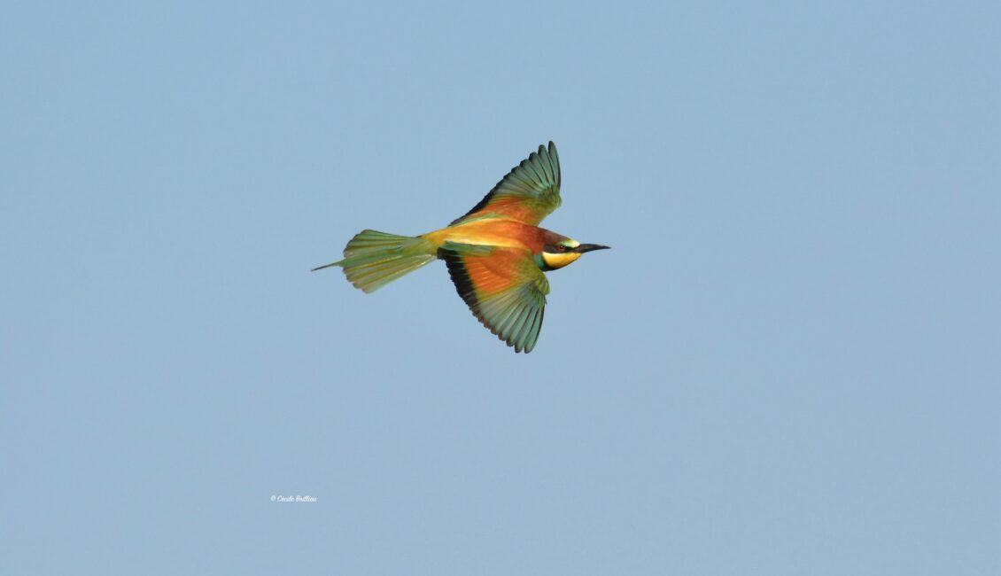 Sortie ornithologique : L'oiseau papillon