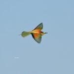 Sortie ornithologique : L'oiseau papillon