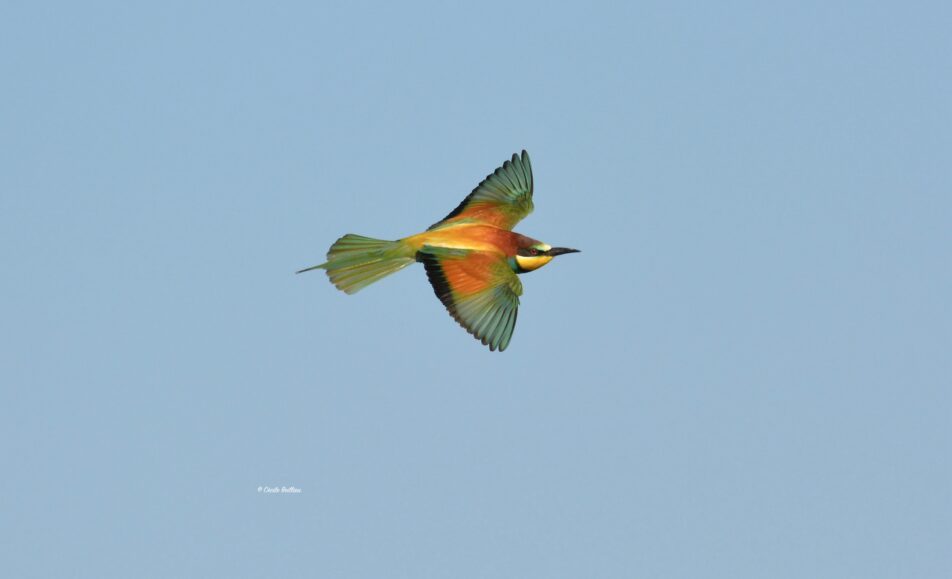 Sortie ornithologique : L'oiseau papillon