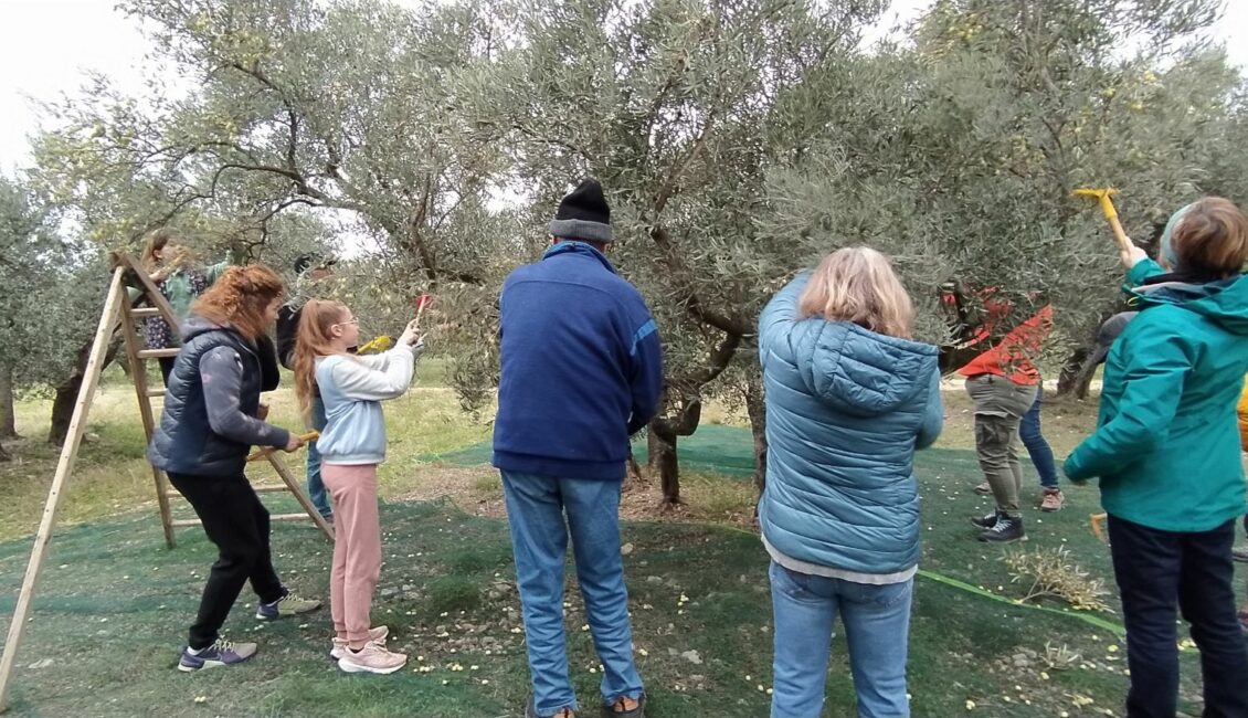 Sortie nature : Olivier