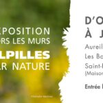Exposition hors les murs : Les Alpilles par nature