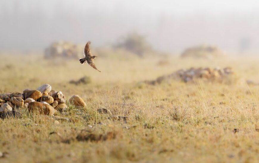 Découverte ornithologique en Crau