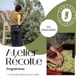 Atelier récolte d'olives au domaine Jólibois