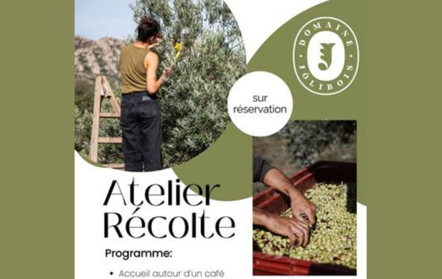 Atelier récolte d'olives au domaine Jólibois