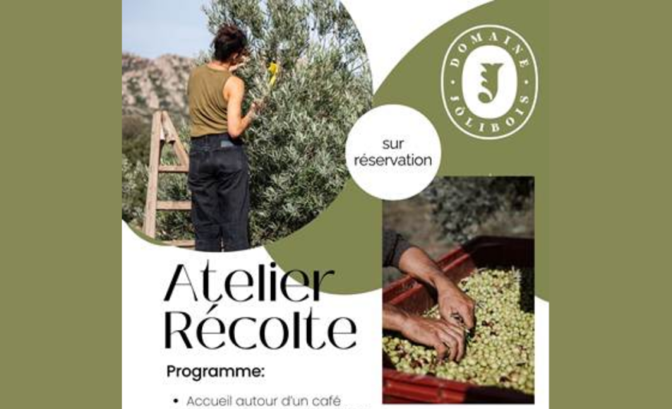 Atelier récolte d'olives au domaine Jólibois