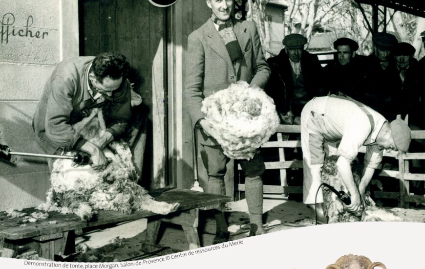 Rencontres du Mérinos d'Arles