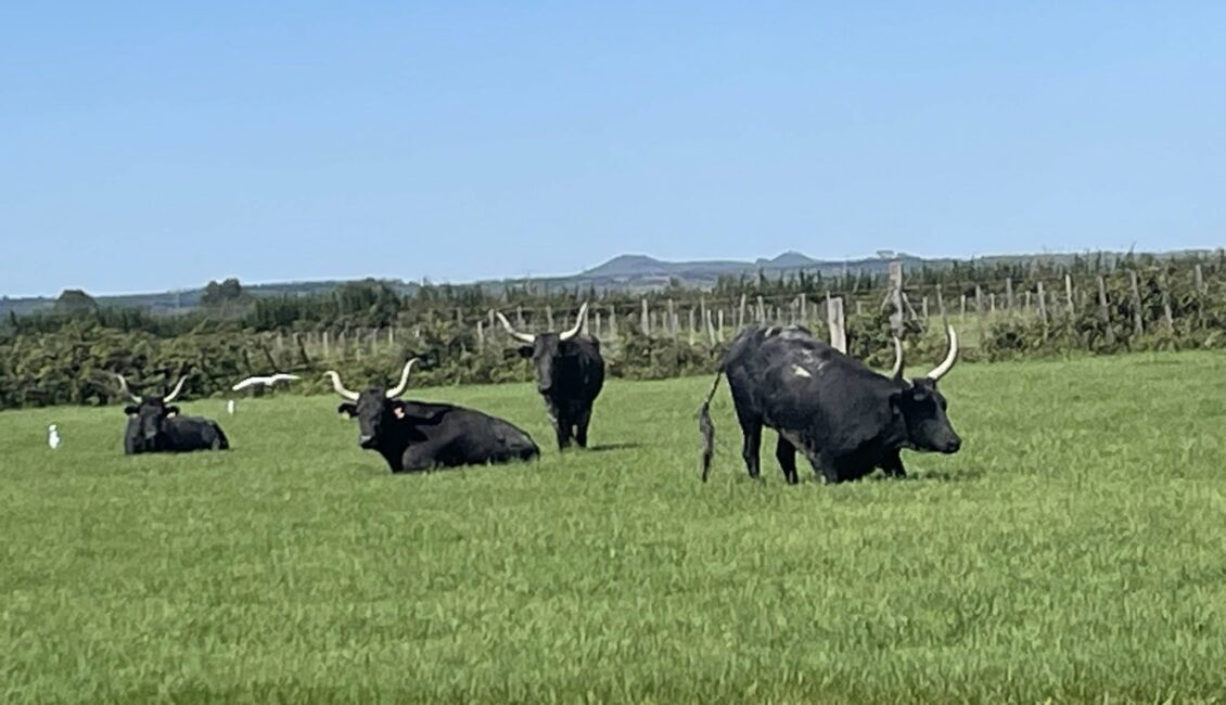 Découverte de la manade du juge