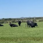 Découverte de la manade du juge