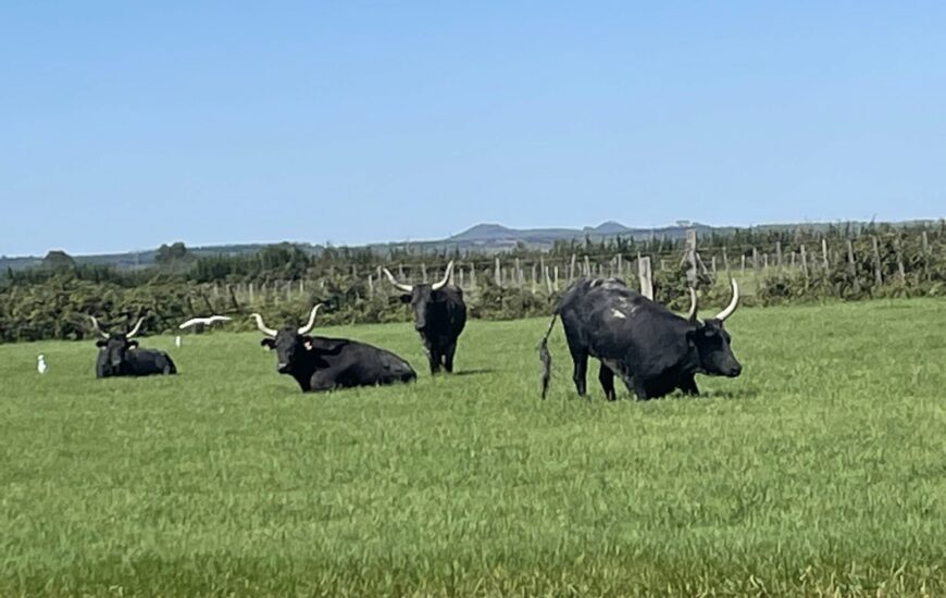 Découverte de la manade du juge
