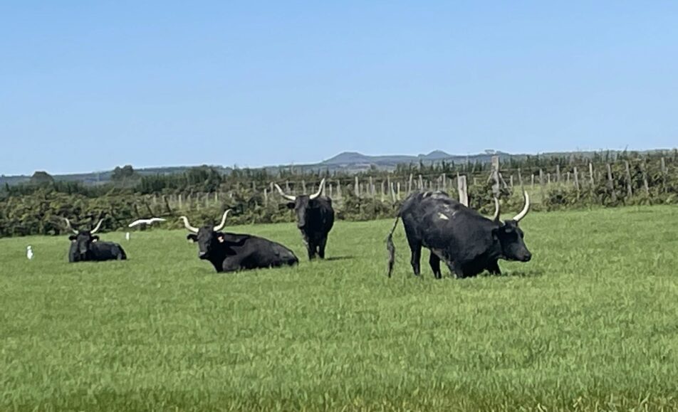 Découverte de la manade du juge