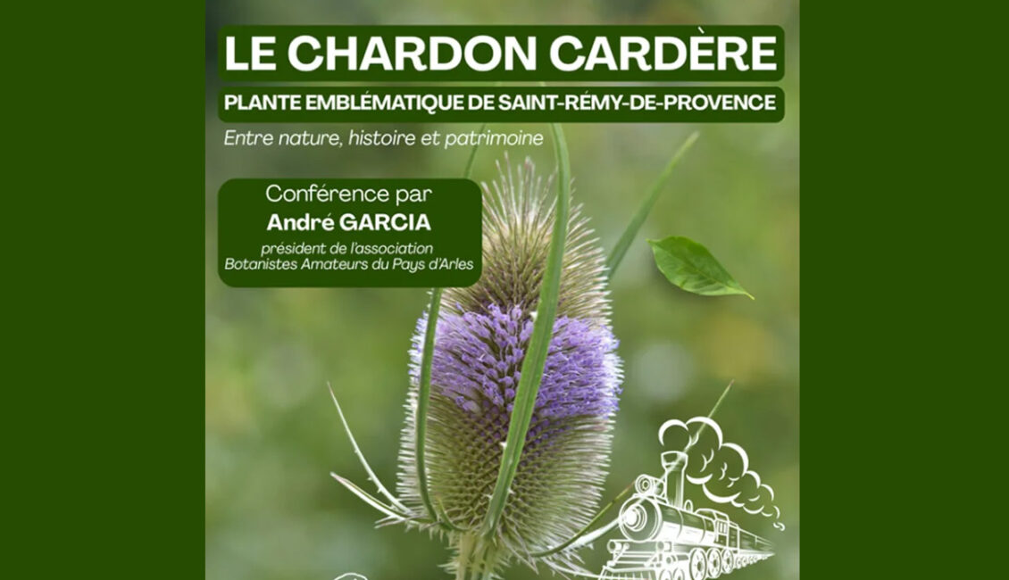 Conférence : Le chardon cardère