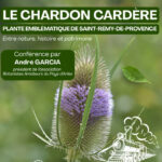 Conférence : Le chardon cardère