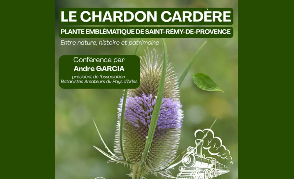 Conférence : Le chardon cardère