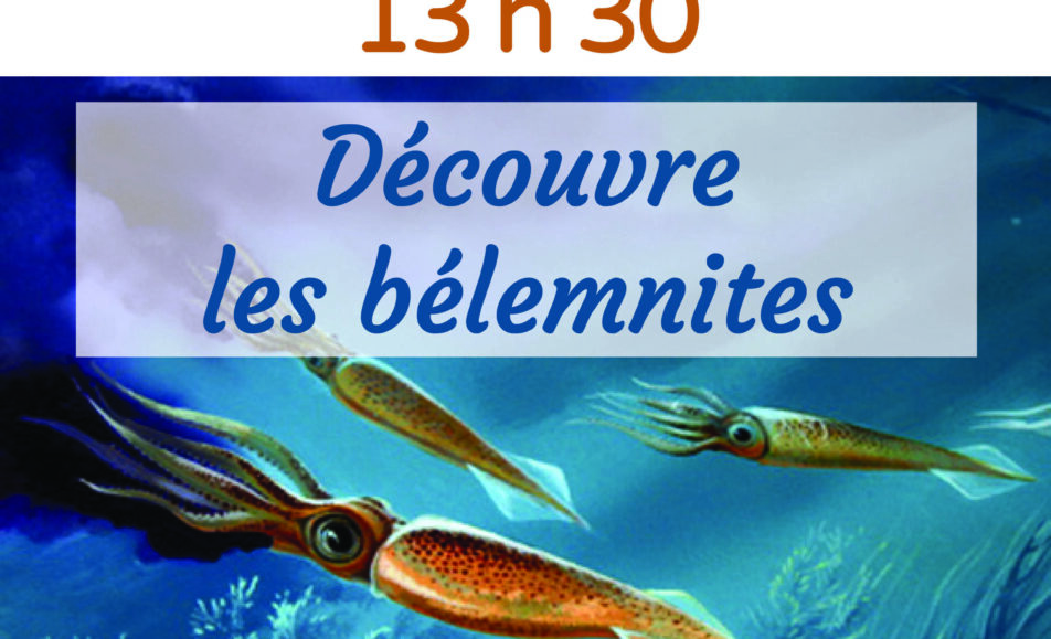 Atelier « A la recherche des bélemnites »