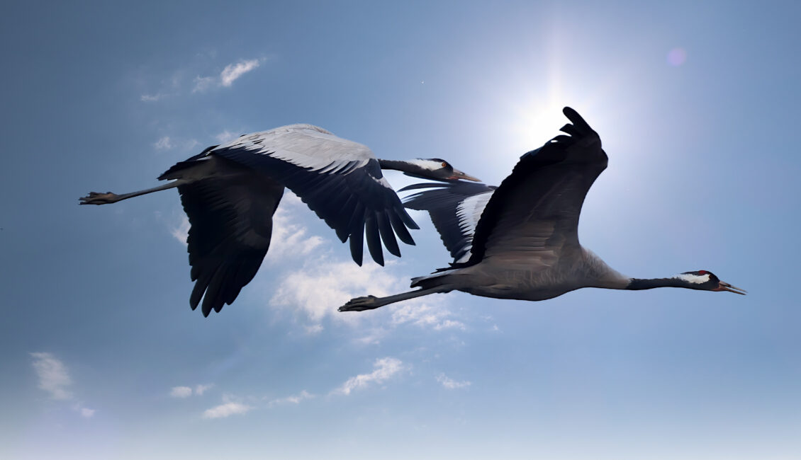 Le lever des grues cendrées