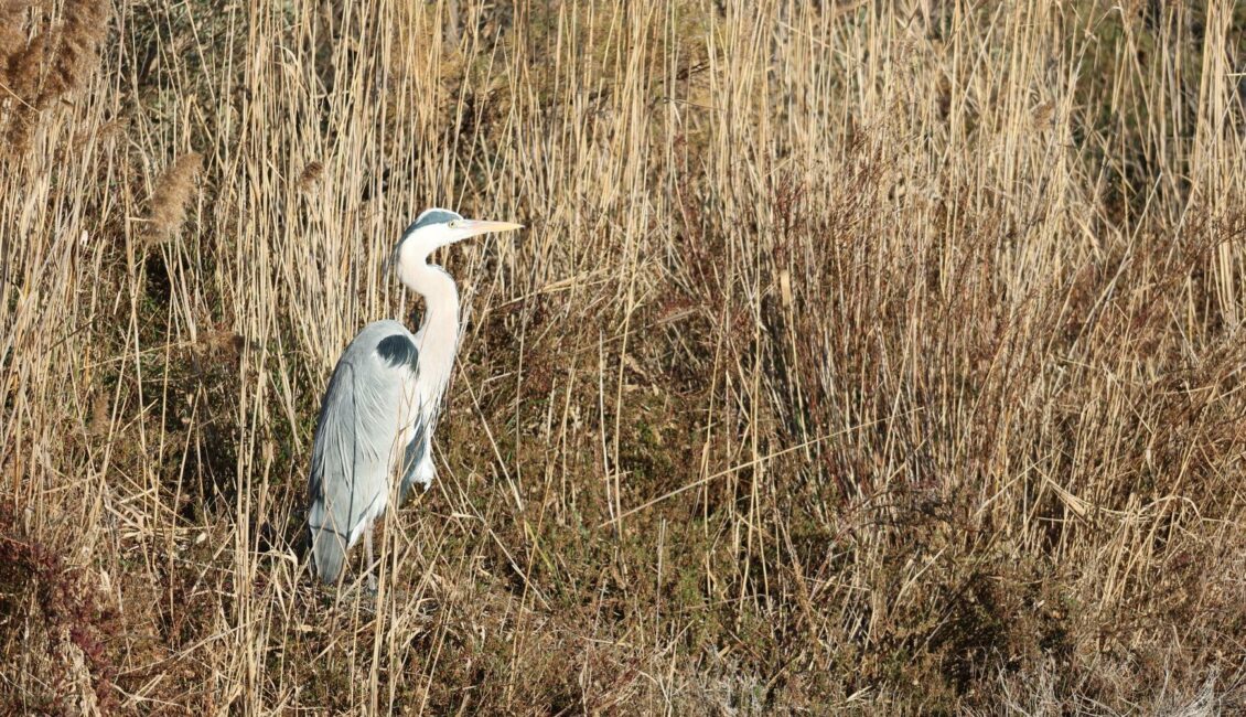 Découverte du Marais de Beauchamp et du Marais du Cassaïre