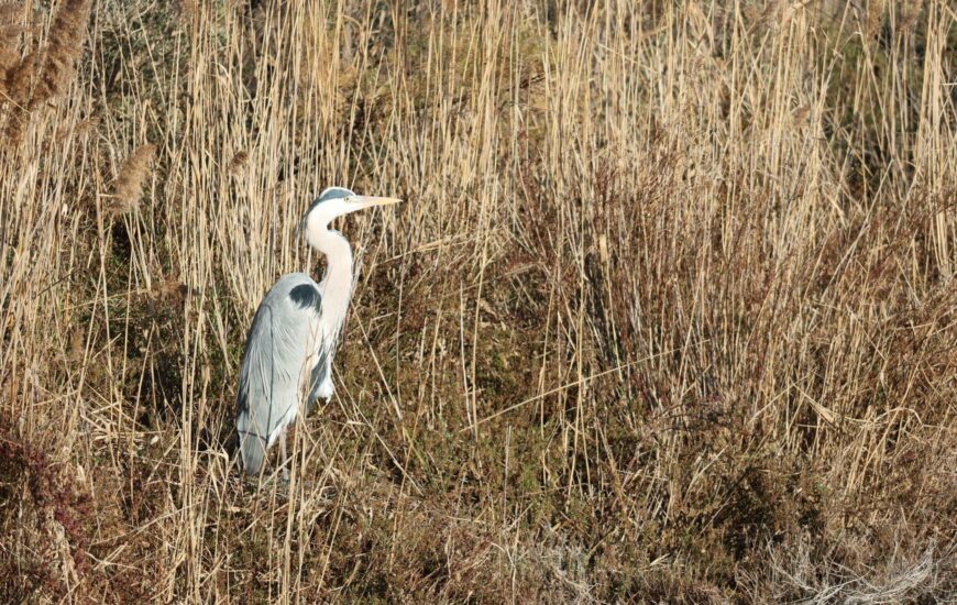Exposition "Découverte du Marais de Beauchamp et du Marais du Cassaïre"