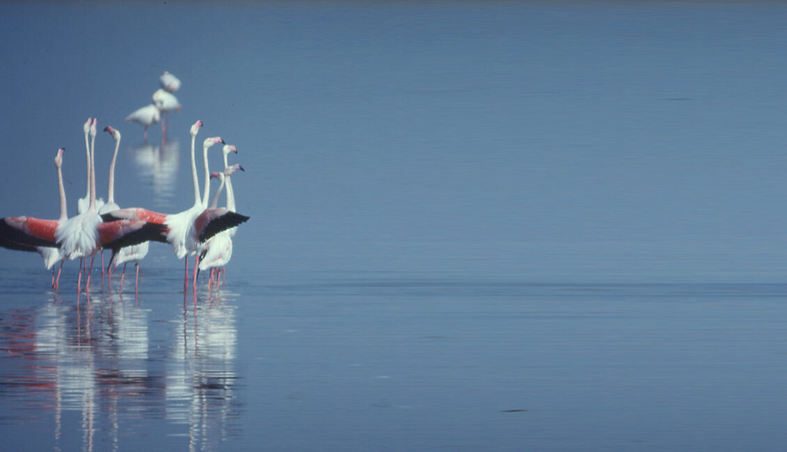 Le label RAMSAR et les zones humides : historique et perspectives