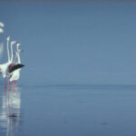 Le label RAMSAR et les zones humides : historique et perspectives