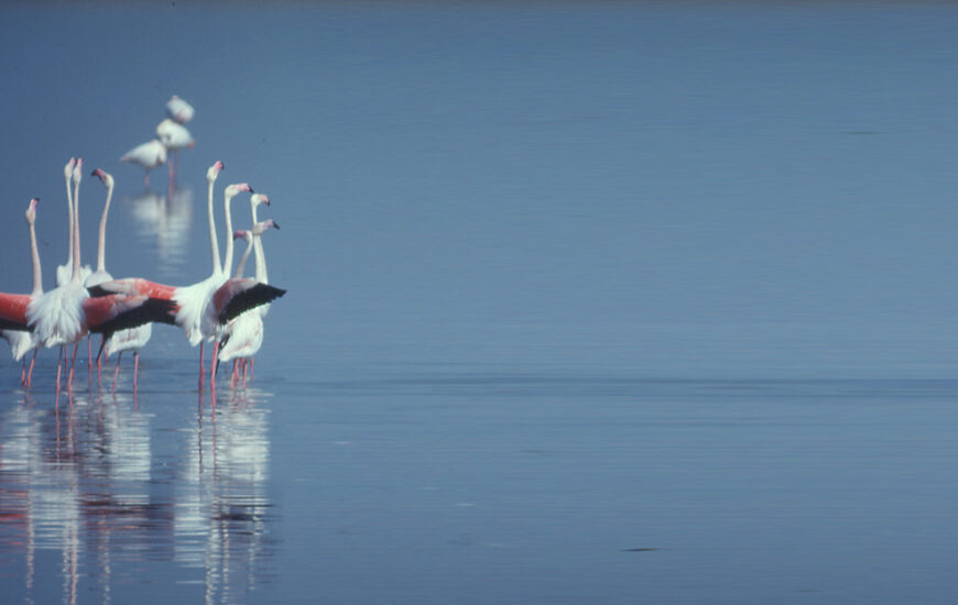 Le label RAMSAR et les zones humides : historique et perspectives