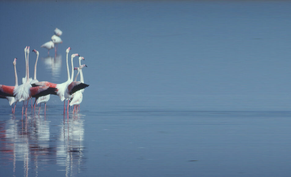Le label RAMSAR et les zones humides : historique et perspectives