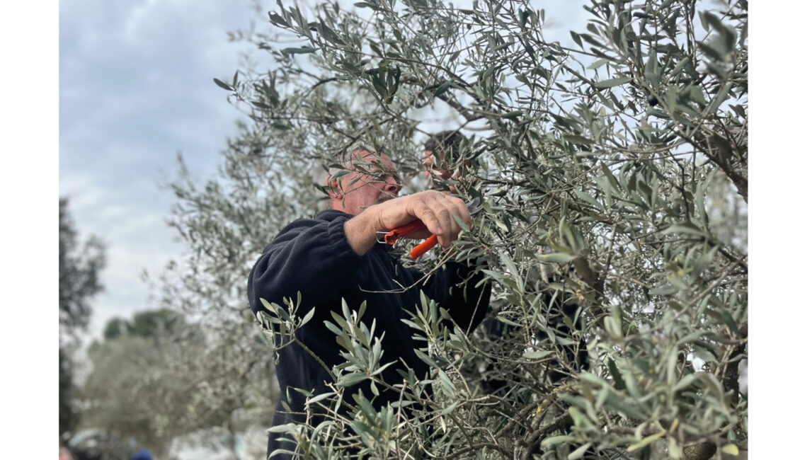 Initiation à la taille des oliviers