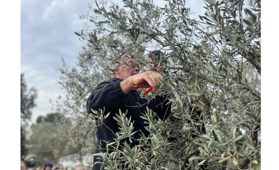 Initiation à la taille des oliviers