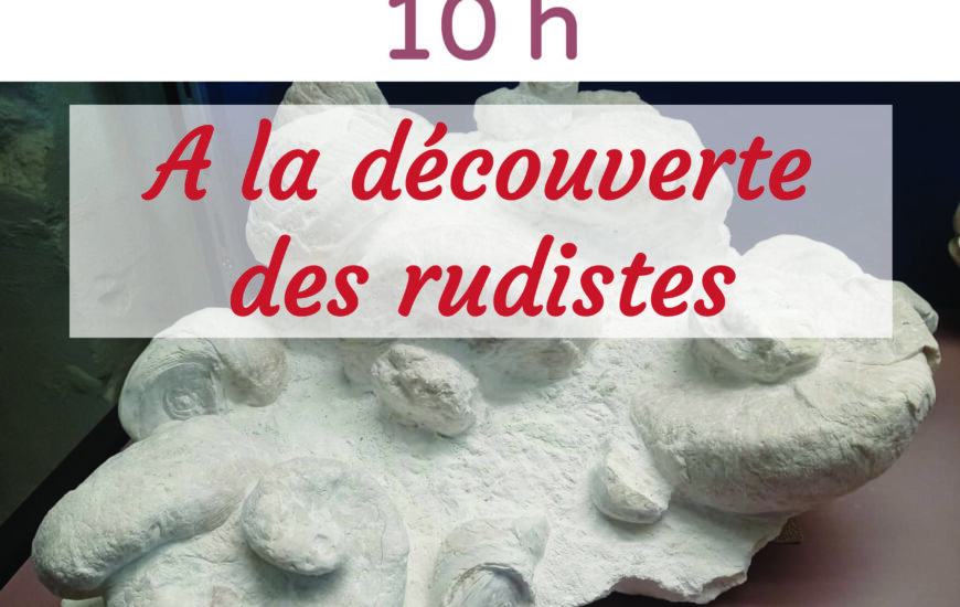 Atelier "A la découverte des rudistes"