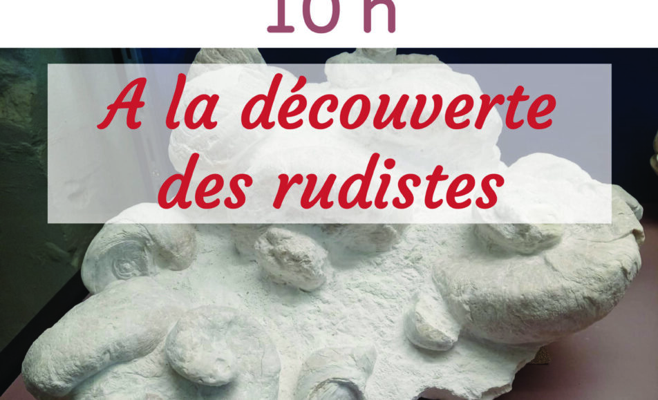 Atelier "A la découverte des rudistes"