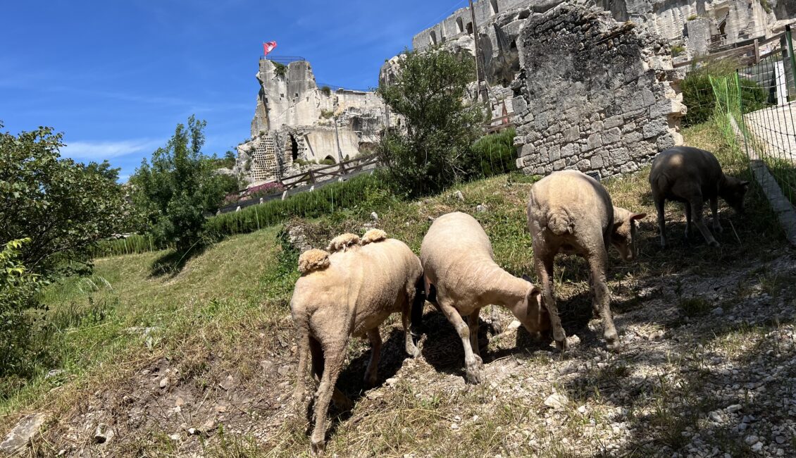 Pastoralisme d’aujourd’hui